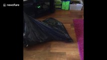 Guilty looking dog gets stuck in bin bag after raiding it