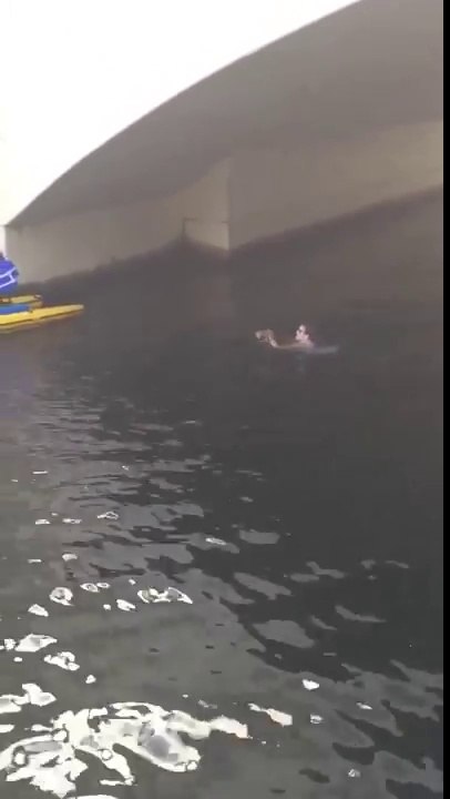 Elle se jette dans l'eau pour sauver un chaton de la noyade !