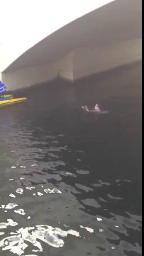 Elle se jette dans l'eau pour sauver un chaton de la noyade !