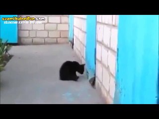 Uğursuz Diye Lanse Edilen Kara Kedinin Köpeği Kurtarma Çalışması (Mekandan da Kovuyor Olabilir)