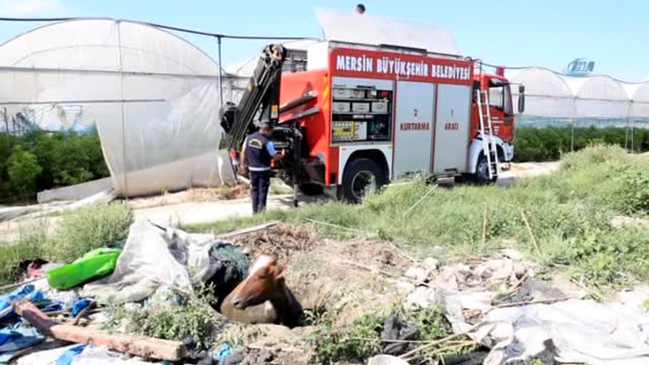 Foseptik Çukuru İneklere Mezar Oluyordu