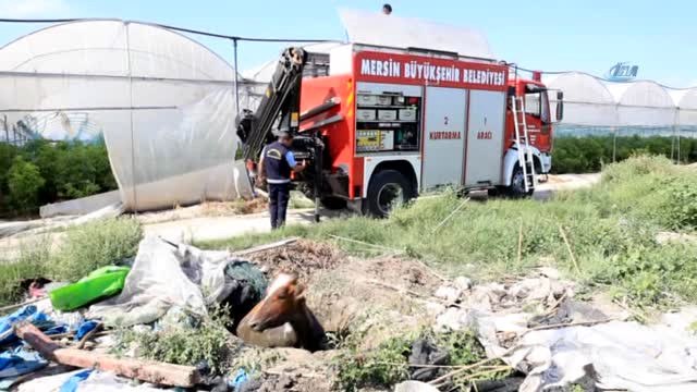 Foseptik Çukuru İneklere Mezar Oluyordu