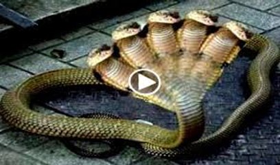 David Park Concert - She Lovely (Stevie Wonder) 2017