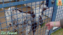 Children feed goat in farm animals - Farm Animals video for kids - Animais TV