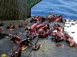 animal etrange coller sur un sous marin