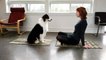 Un chien qui fait du Yoga avec sa maîtresse !! Formidable