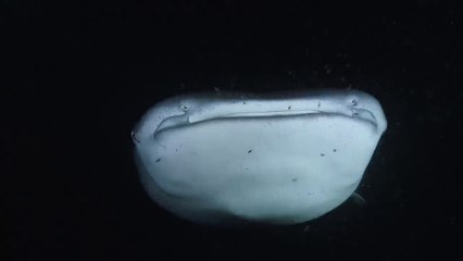 IL FAUT SAUVER LE PLUS GRAND POISSON DU MONDE, France 3 Thalassa