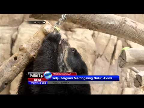Hadiah Salju untuk Beruang di Kebun Binatang San Diego, AS - NET5