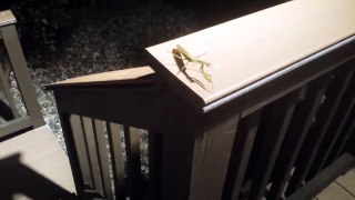 Praying Mantis Encounter