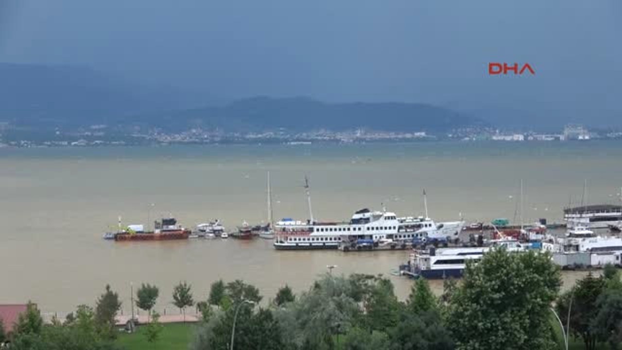 Izmit Körfezi Sarardı