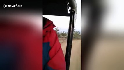 Elephant charges safari vehicle