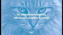 On sait comment les chats ont réussi à conquérir le monde