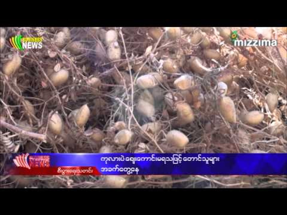ကုလားပဲ ေစ်းေကာင္းမရသျဖင့္ ေတာင္သူမ်ား အခက္ေတြ႔ေန