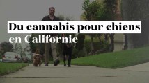 Du cannabis pour soigner les chiens en Californie