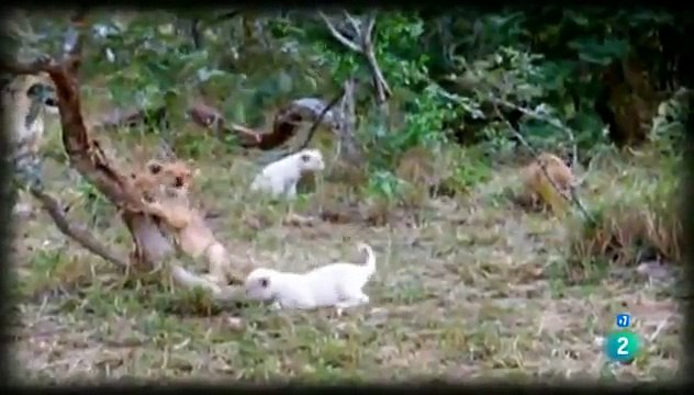Leones Asesinos, Leonas Gemelas - Documentales 2017