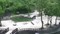 Two Elephants Team Up To Save Baby Elephant From Drowning