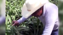 Se desarrollan nuevas tecnologias para el campo guanajatense