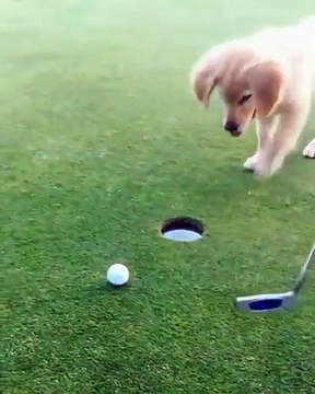 Un chiot adorable qui fait la fête lorsqu'il met la balle dans le trou