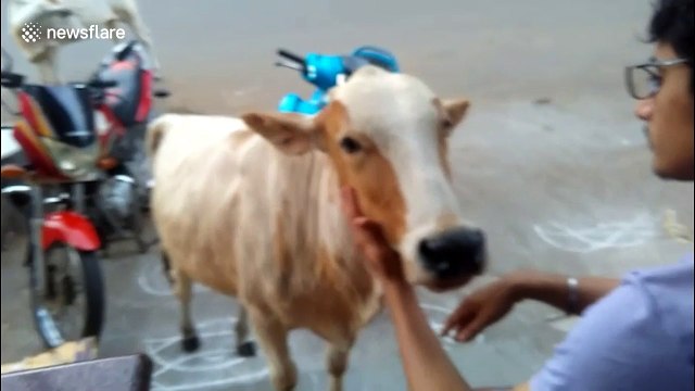 Affectionate cow demands more cuddles