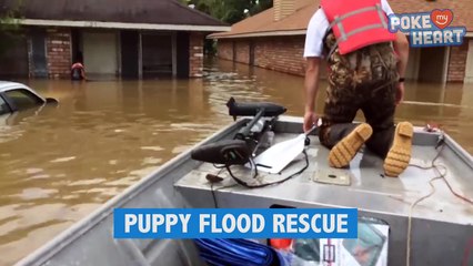Incredible Pit Bull Puppy Flood Rescue Video 2016 - Daily Heart Beat