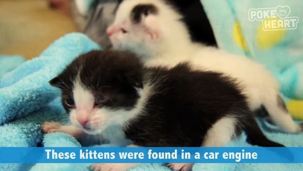 Kittens Found in Car Engine Emotional Video 2016 - Daily Heart Beat