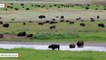 Yellowstone Experiences A Swarm Of Over 450 Earthquakes In Days
