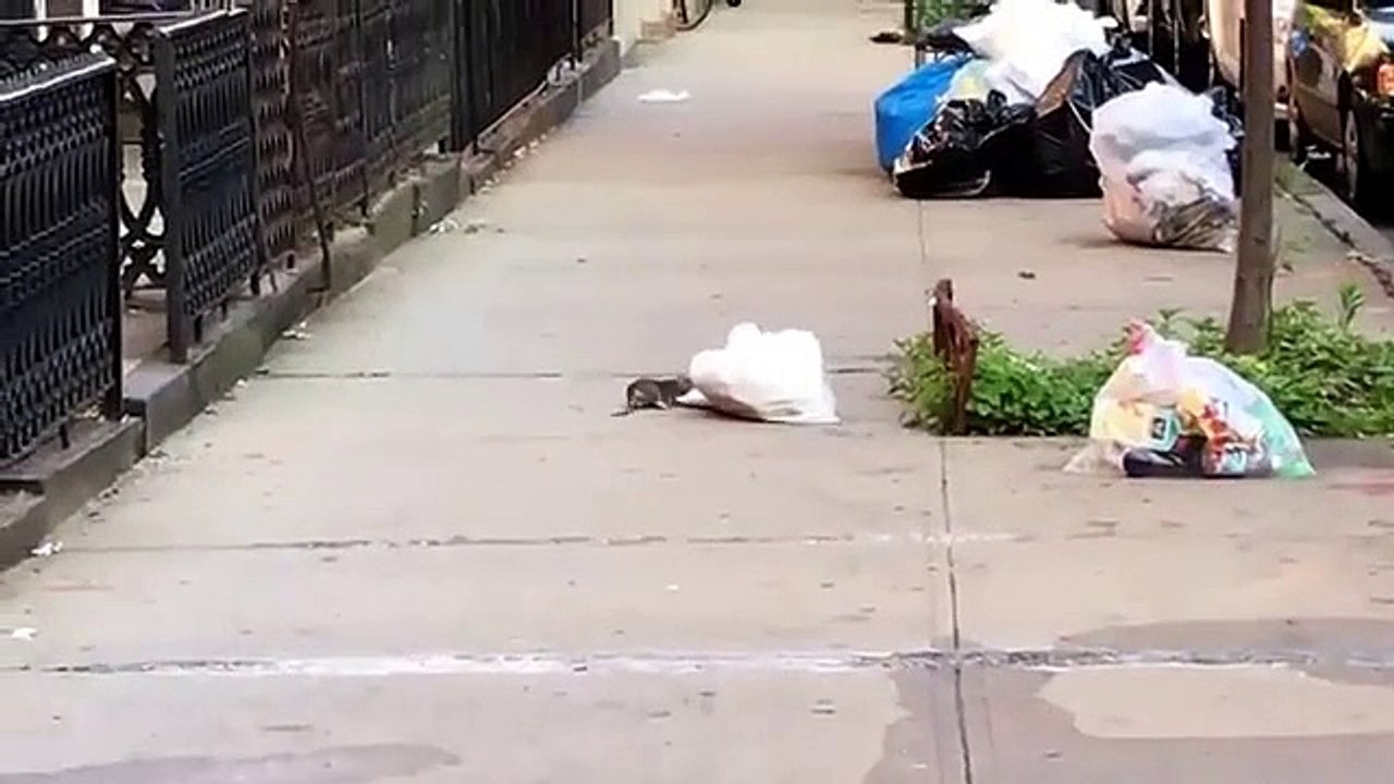 Le rat Splinter remmène une pizza aux tortues ninja