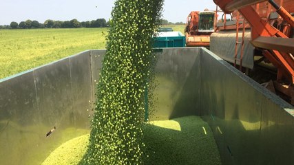 Contre la canicule, cet agriculteur s'organise