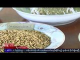 High quality Japanese rice is grown in Myanmar