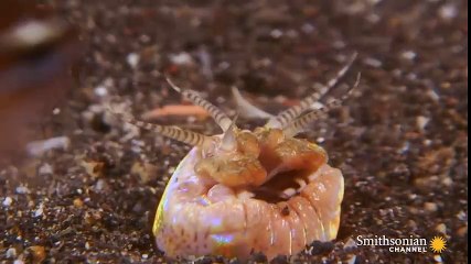 Nổi da gà với những màn ăn tươi nuốt sống con mồi của thế giới loài vật