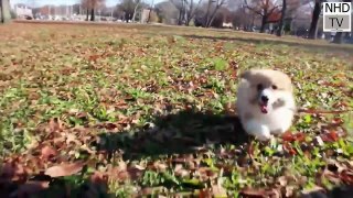 Funny dogs - Cutest dogs in the world - Funny Dogs Compilation 2016