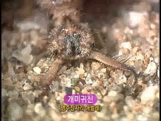 깨미 - Curious Kemi_작은 사냥꾼_#001