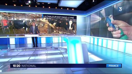 Canicule : les agriculteurs très impactés par cette vague de chaleur