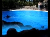 show delfines-Dolphins