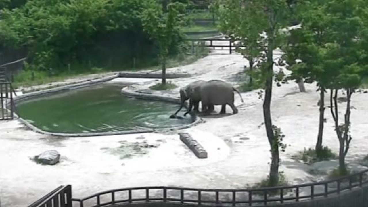Un couple d'éléphants sauve un éléphanteau de la noyade