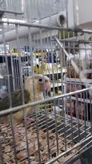 conure de molina  bleu ananas élevée main tres jeune