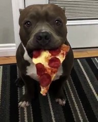 pitbulls are so vicious