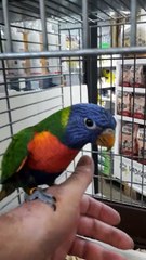 loriquet de swainson élevé main tres jeune