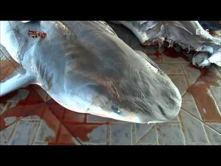 극한직업 - Extreme JOB_인도네시아 상어잡이 - 1부_#001