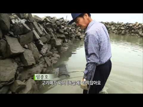 한국기행 - Korea travel_서천2부-갯벌에 살어리랏다_#001
