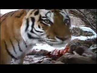 EBS 자연 다큐멘터리_시베리아 호랑이 3대의 죽음
