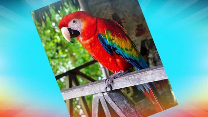 El humo del tabaco afecta a los animales