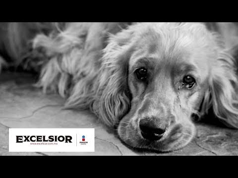 Los animales maltratados tendrán abogado