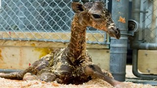Park Zoo welcomes baby giraffe