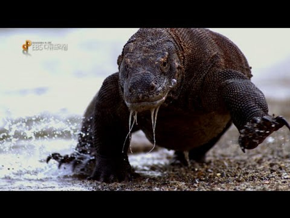 EBS 다큐프라임 종합