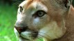 Fearsome mountain lions are terrified of an even more vicious 'super-predator' – humans