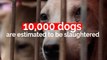 Eating dogs for health? The Yulin Dog Meat Festival