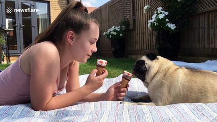 Girl and pug cool down by enjoying an ice cream together