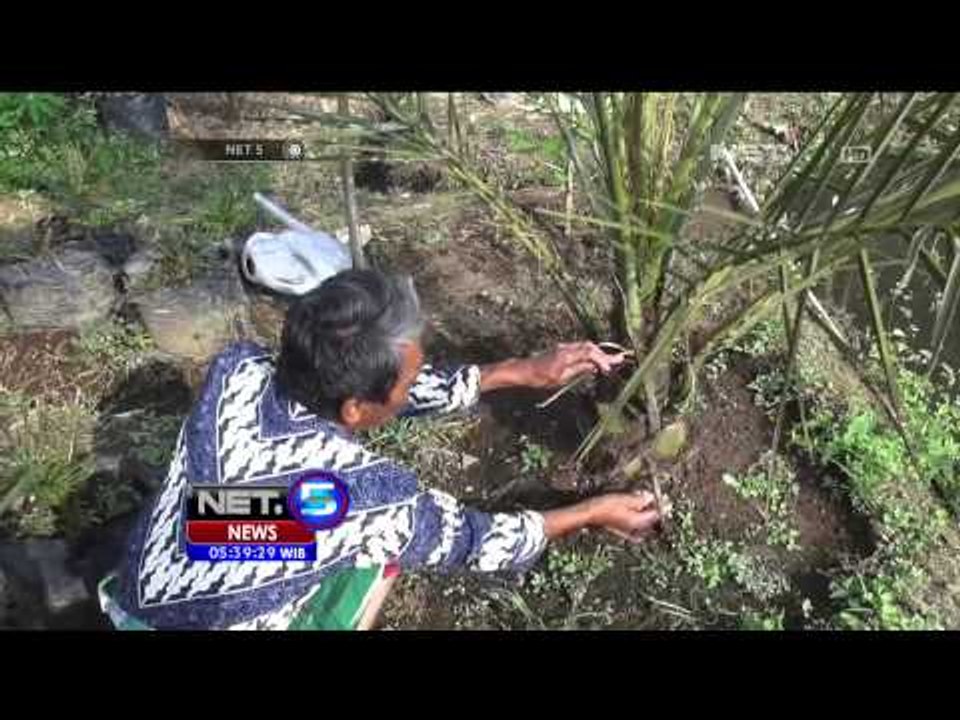 Budidaya Pohon Kurma - NET5