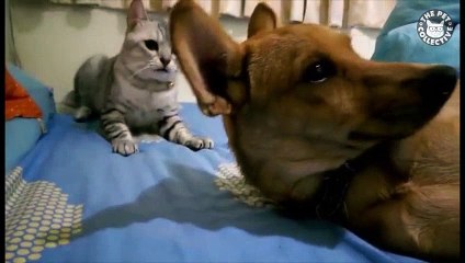 Sneaky Cats Funny Cat Video Compilation 2017